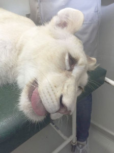 “Clara”, a leoa branca do Beto Carrero