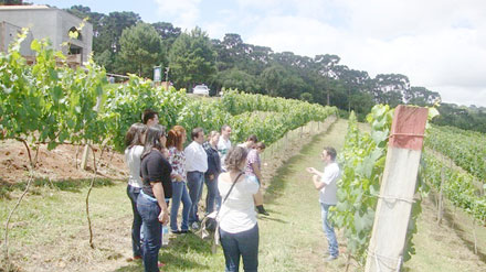 Parreiral da Vinícola Araucária