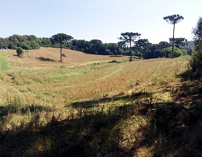 Paisagem típica de área rural de Campo Magro
