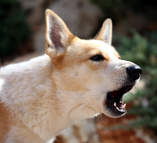Cachorro: latidos geram multas