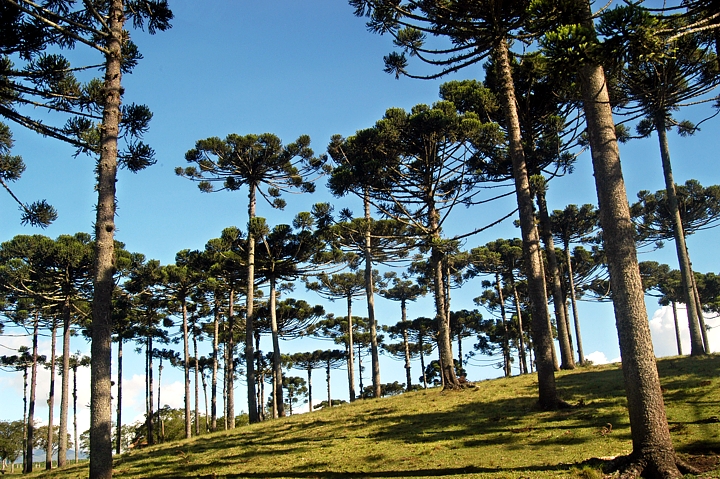 Pinheirais do Paraná