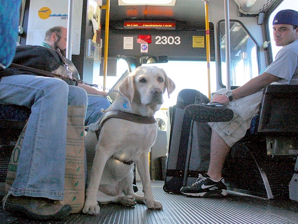 Animais de estimação: campanha em São Paulo