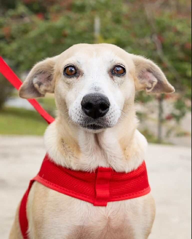 Estação faz evento de adoção de pets neste domingo