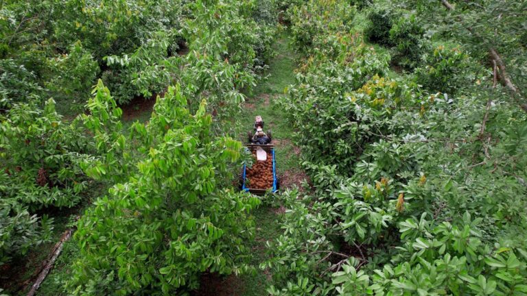 Natura apresenta modelo próprio de carbono na Amazônia