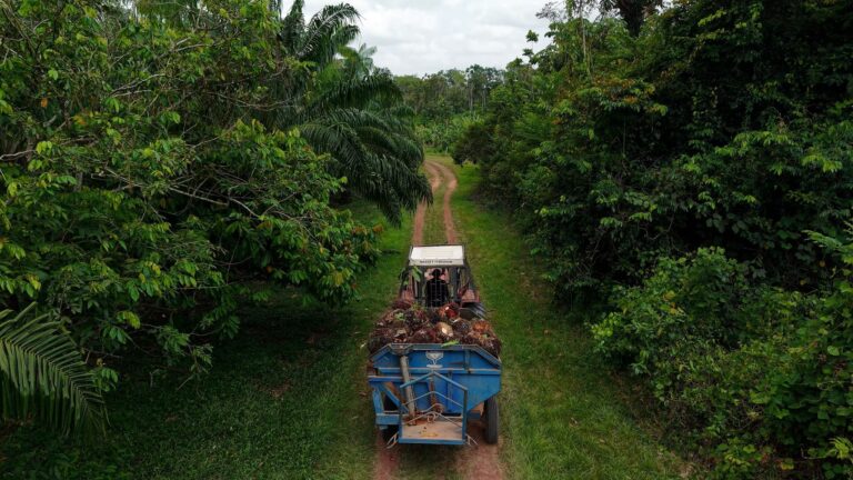 Natura expande sistema agroflorestal de dendê